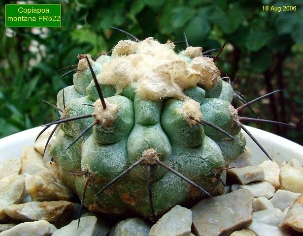 Copiapoa_ montana_ FR522 _08